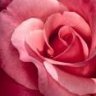 pinky flower