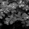 Rain_Poems