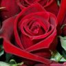 red flawer