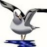 Q8SeaGull