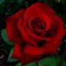 *Red Rose*