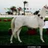 مـلآك 2010