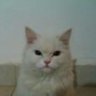 BiShA