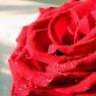 صمت مشاعر
