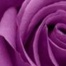 NiNa purple