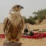 الحر الازرق