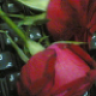 فرح@@الكويت
