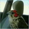 شيهانه الدمام