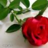 آمال العيد