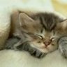 Sleepy-Cat