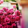نهاية الورد