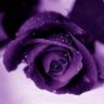 نجـــــــد**