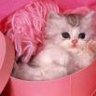 Pink Princess