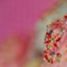 pink cupcake