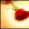 ورده حمـــراء