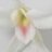 white.orkide