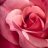 pinky flower