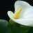 lily 5
