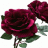 بطة 2009