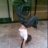 Amosha