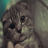 Om.Youssif