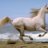 عاشقه الخيل